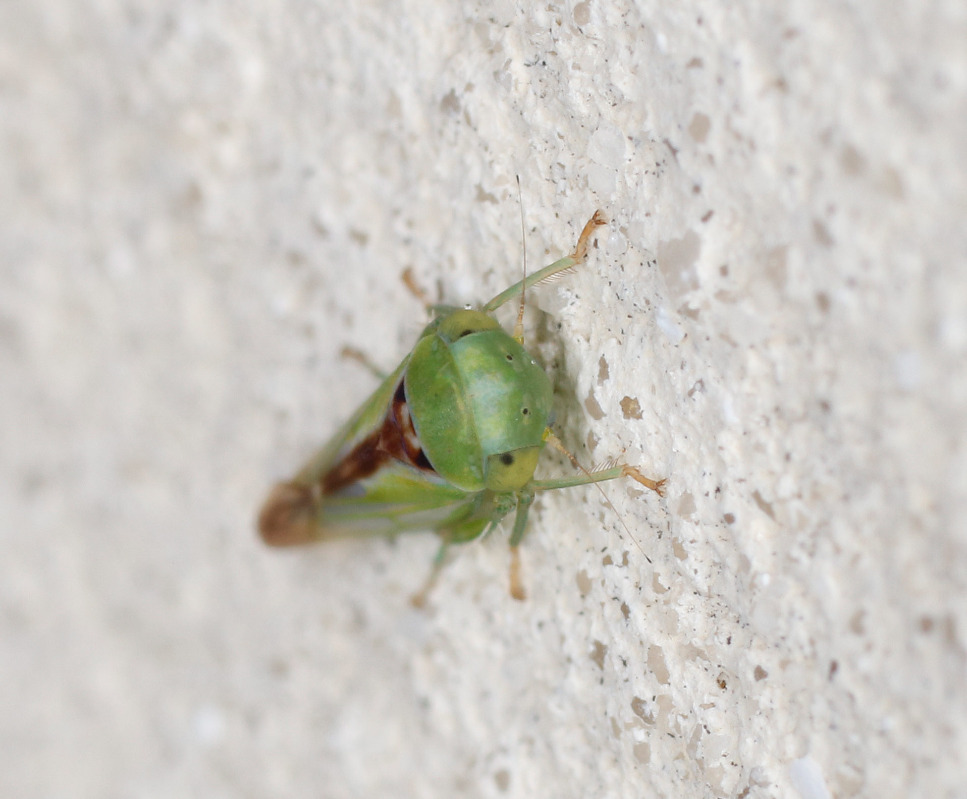 Cicadellidae: Viridicerus ustulatus